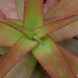 Aloe spicata P1120619.JPG